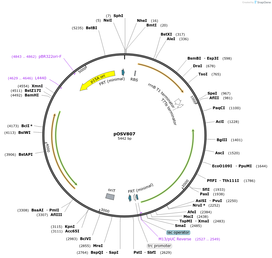 126600-plasmid-map-sequence-id-252190