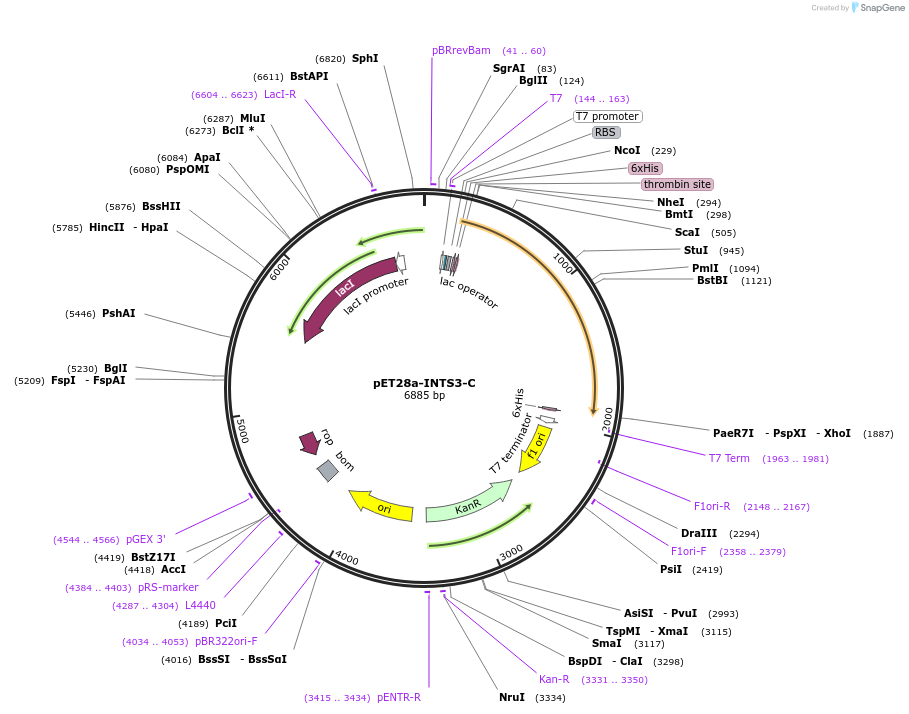 128642-plasmid-map-sequence-id-252194