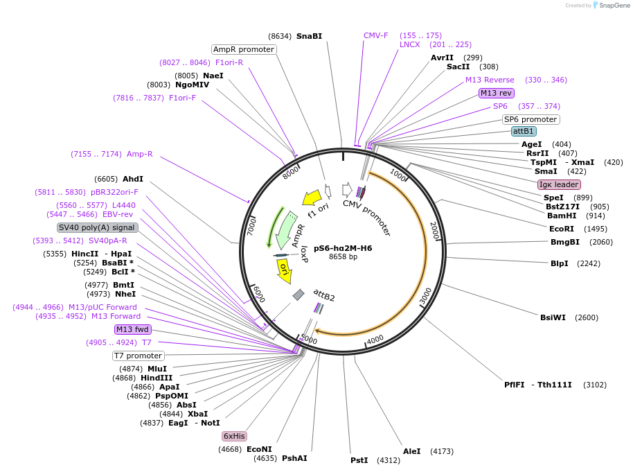 128495-plasmid-map-sequence-id-252203