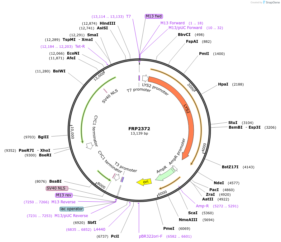 127578-plasmid-map-sequence-id-252226