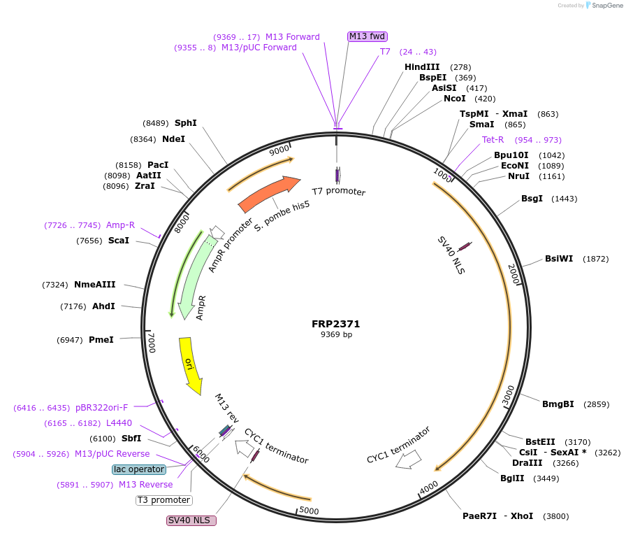 127577-plasmid-map-sequence-id-252230