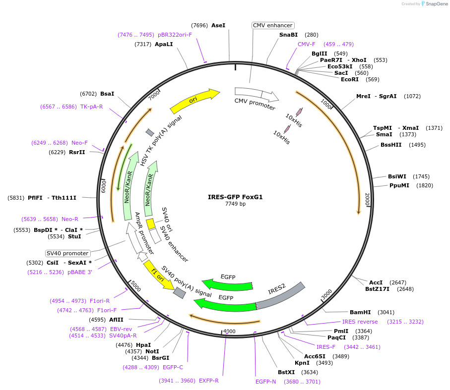14935-plasmid-map-sequence-id-252277