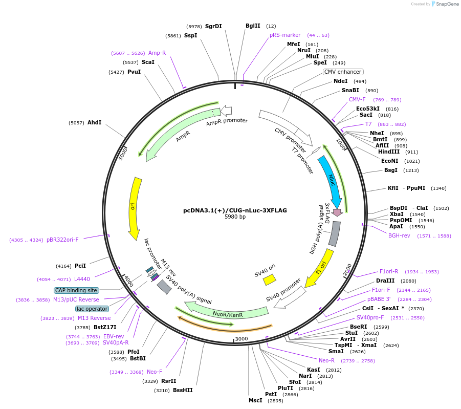 127300-plasmid-map-sequence-id-252279
