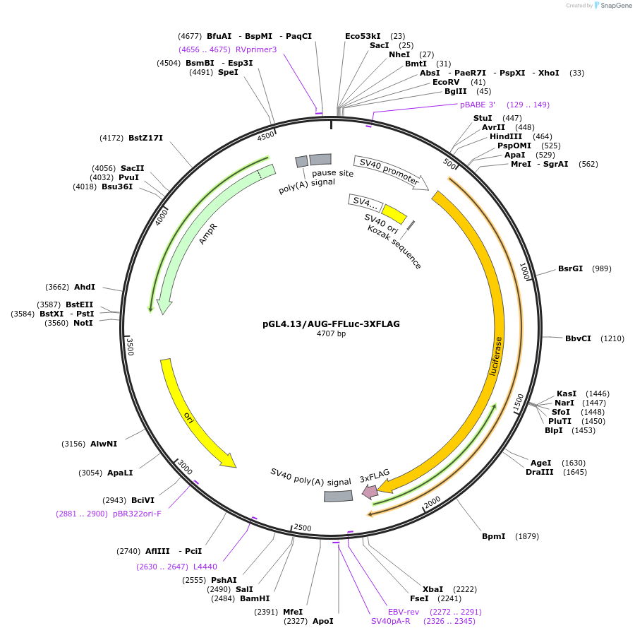 127333-plasmid-map-sequence-id-252281
