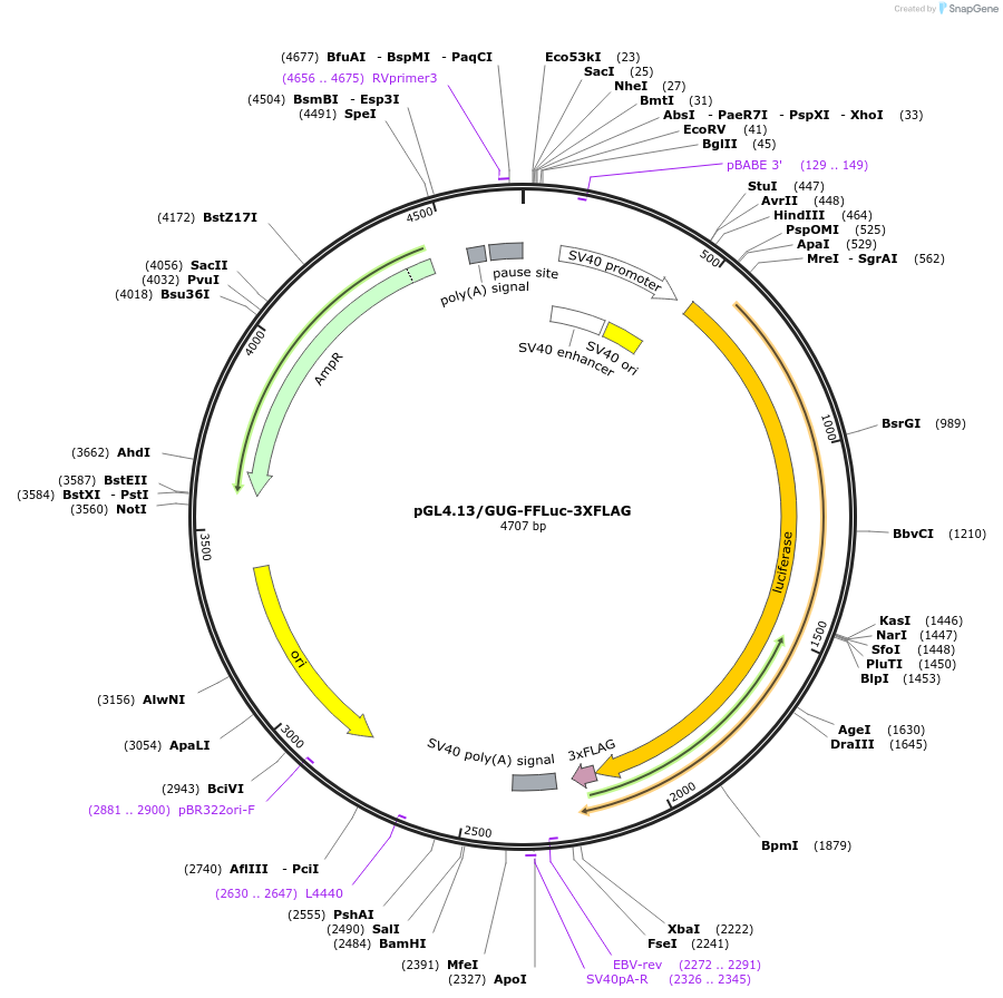 127334-plasmid-map-sequence-id-252285