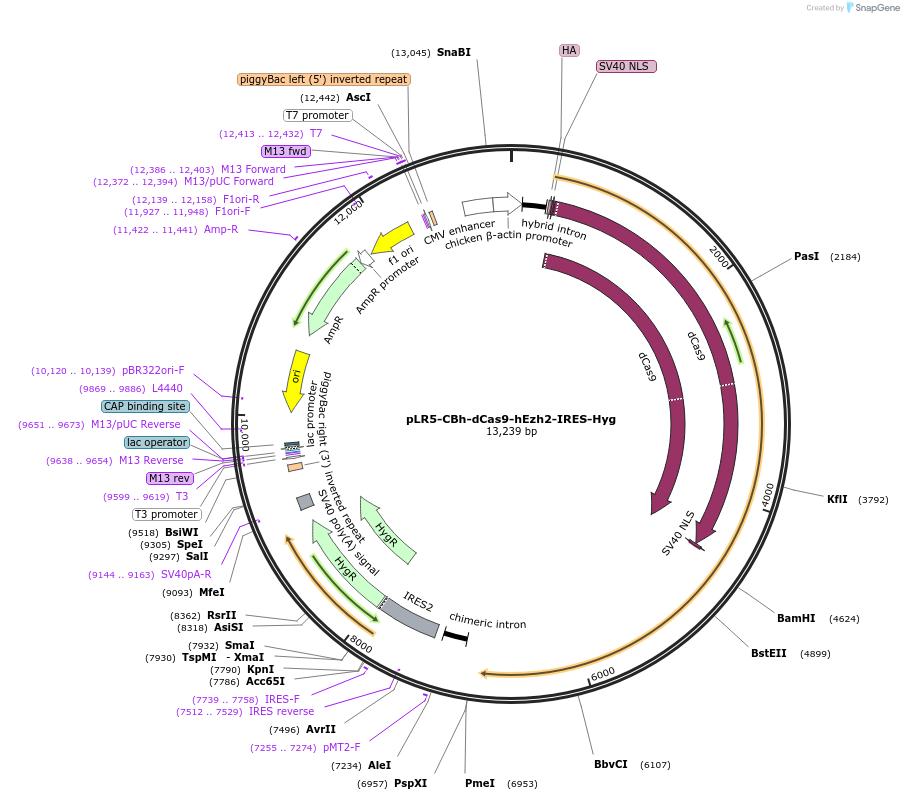 122375-plasmid-map-sequence-id-252312