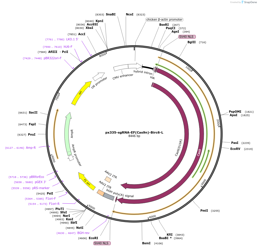 122337-plasmid-map-sequence-id-252314