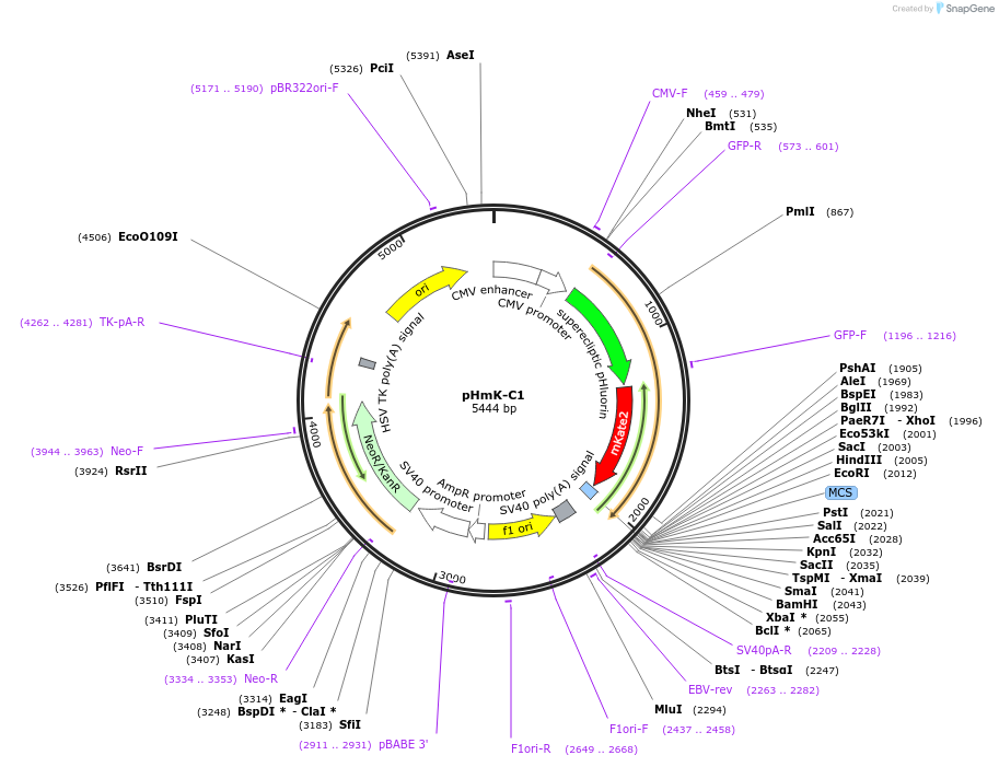 87866-plasmid-map-sequence-id-252335