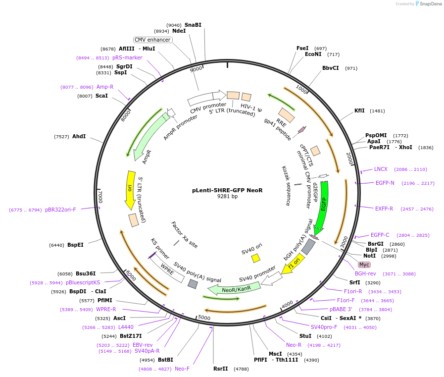 128960-plasmid-map-sequence-id-252338