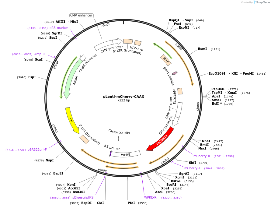 129285-plasmid-map-sequence-id-252373
