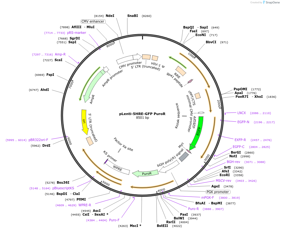 128958-plasmid-map-sequence-id-252381
