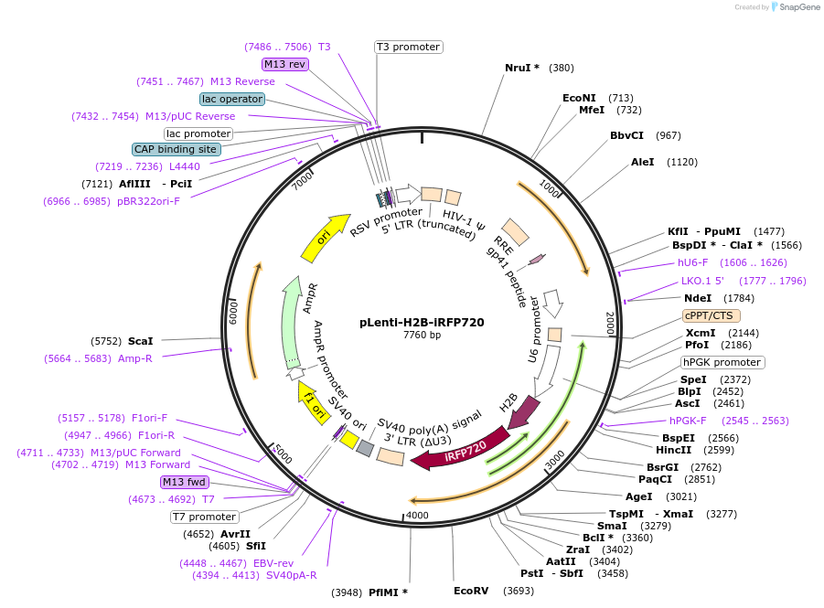 128961-plasmid-map-sequence-id-252385