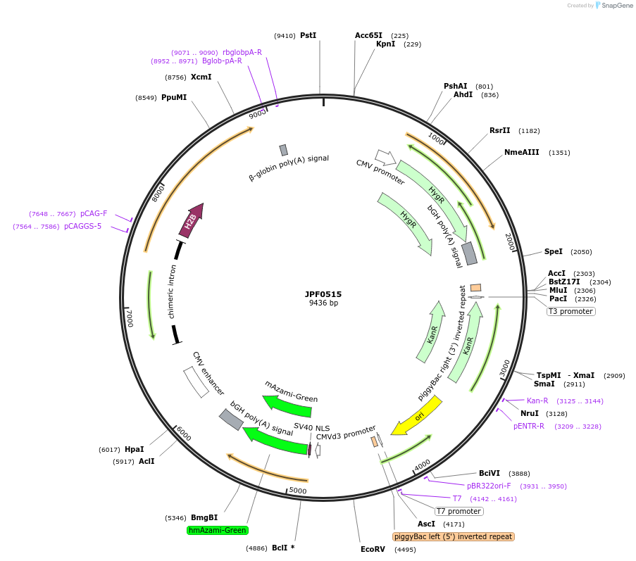 124006-plasmid-map-sequence-id-252389