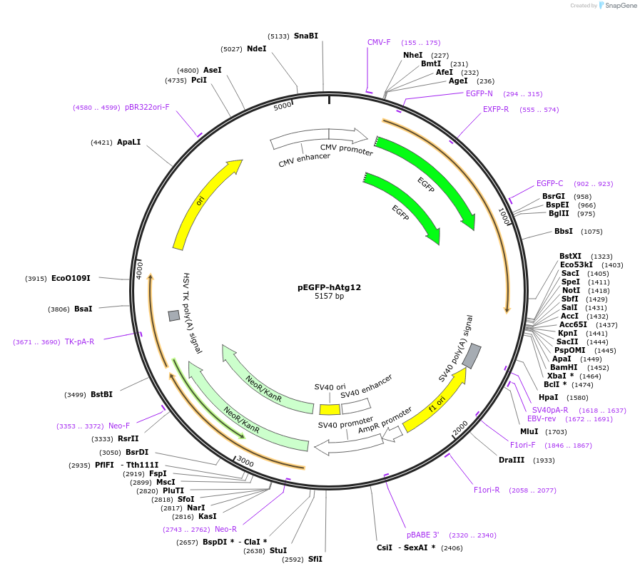 87869-plasmid-map-sequence-id-252407
