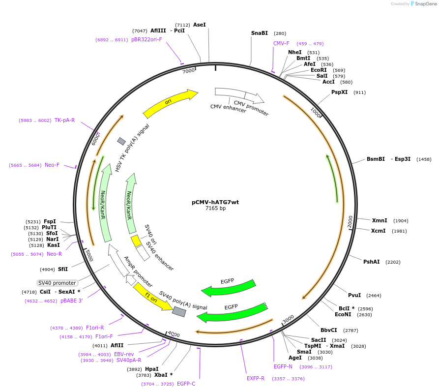 87867-plasmid-map-sequence-id-252410