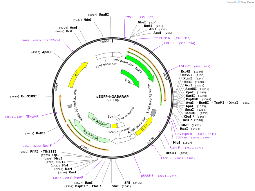 87871-plasmid-map-sequence-id-252412
