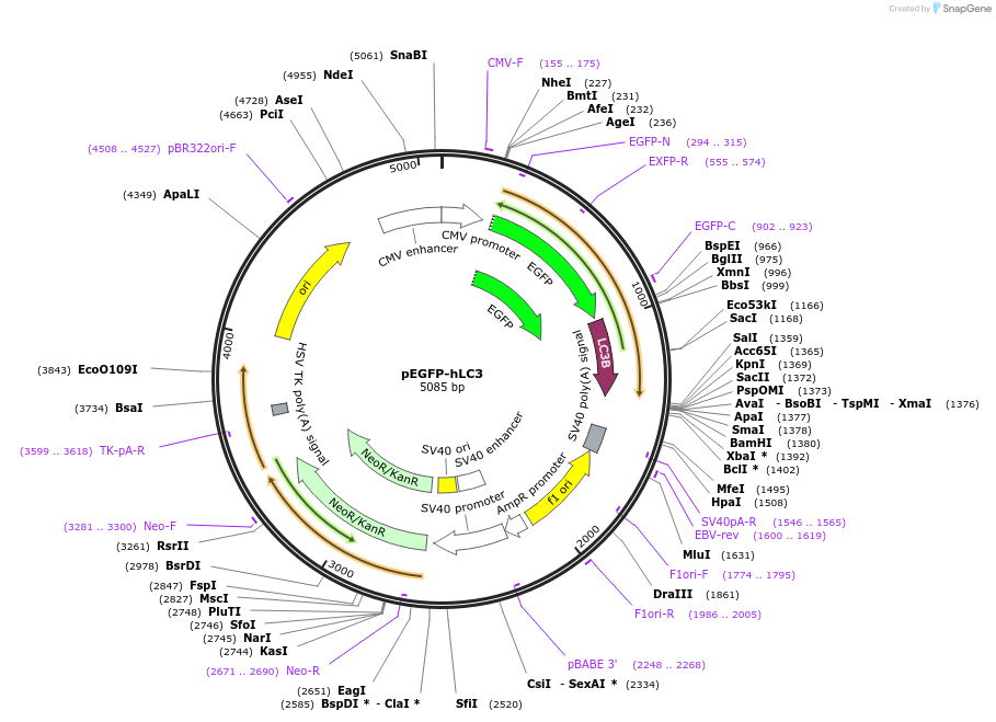 87872-plasmid-map-sequence-id-252414