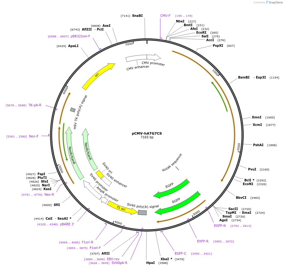 87868-plasmid-map-sequence-id-252420