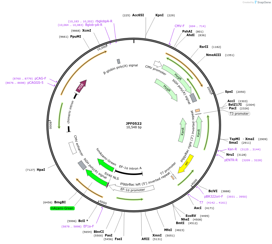 124013-plasmid-map-sequence-id-252424