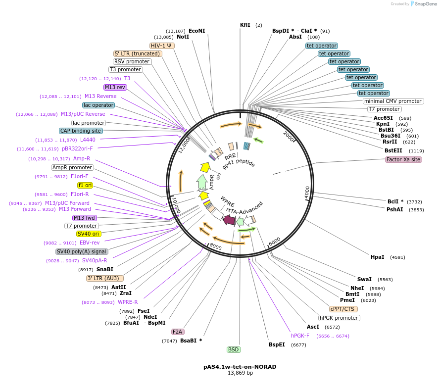 125010-plasmid-map-sequence-id-252426