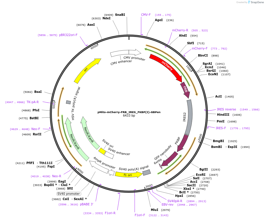 128267-plasmid-map-sequence-id-252427
