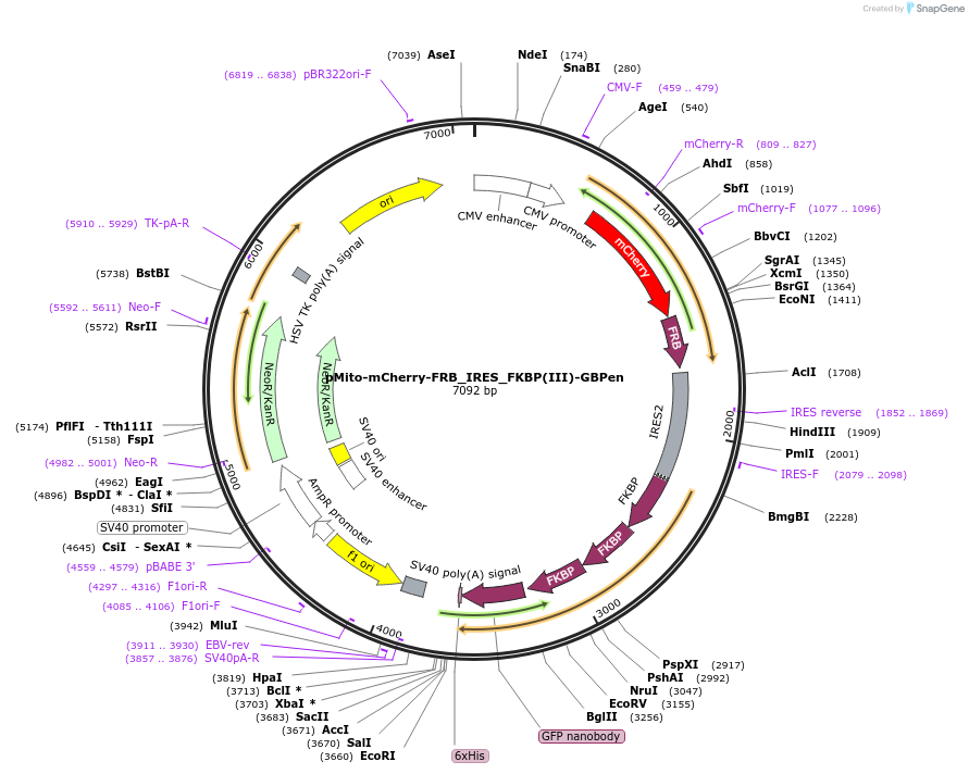 128268-plasmid-map-sequence-id-252428