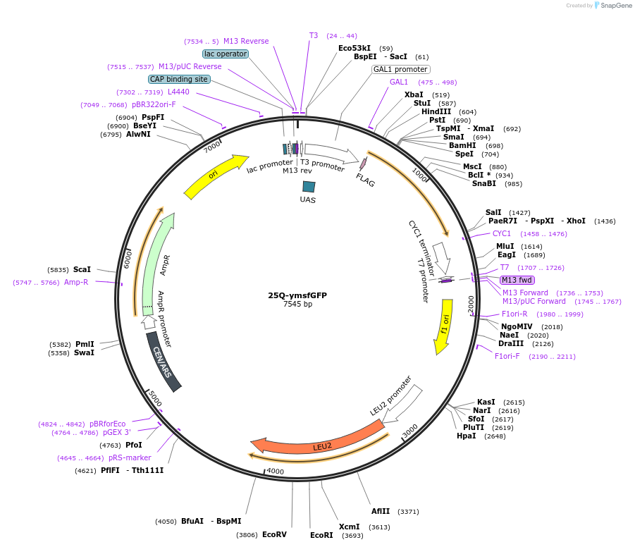 128559-plasmid-map-sequence-id-252433