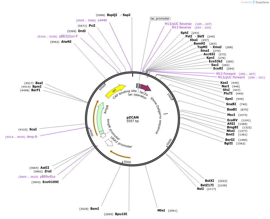 129115-plasmid-map-sequence-id-252438