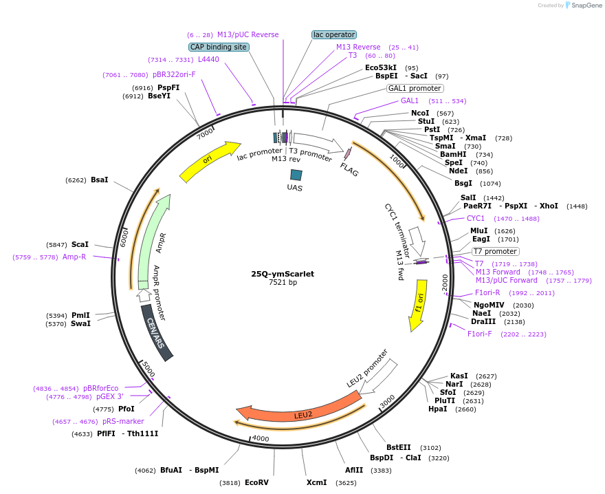 128561-plasmid-map-sequence-id-252445