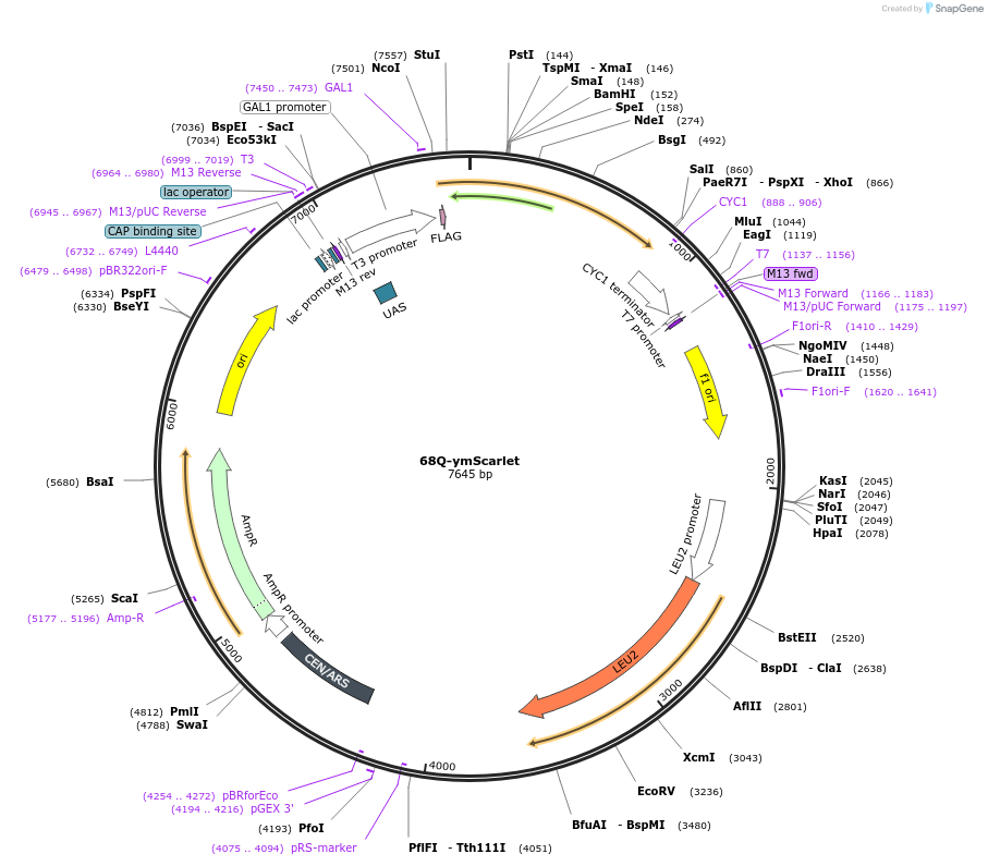 128562-plasmid-map-sequence-id-252446