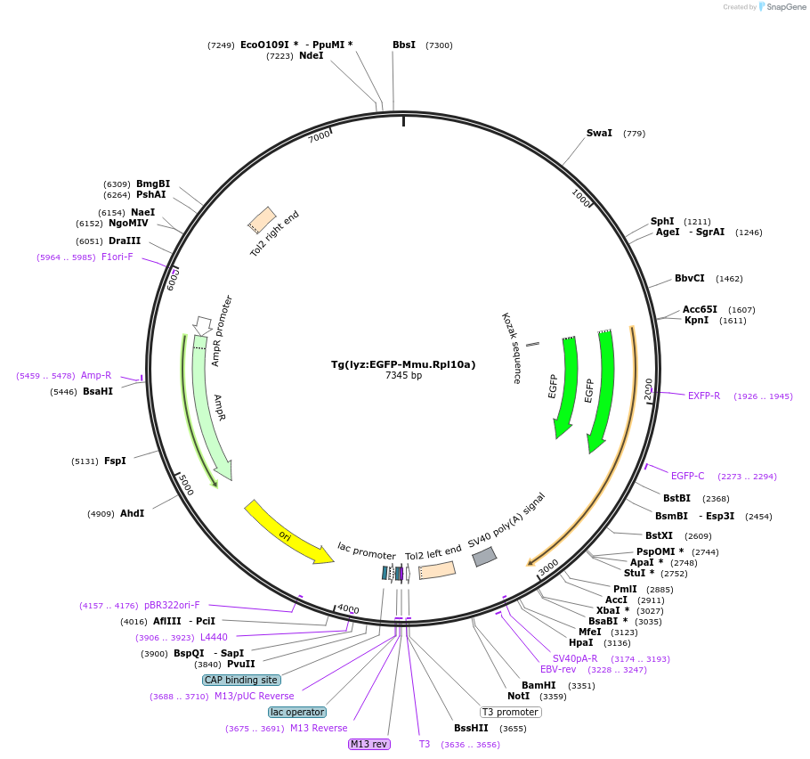 128838-plasmid-map-sequence-id-252467