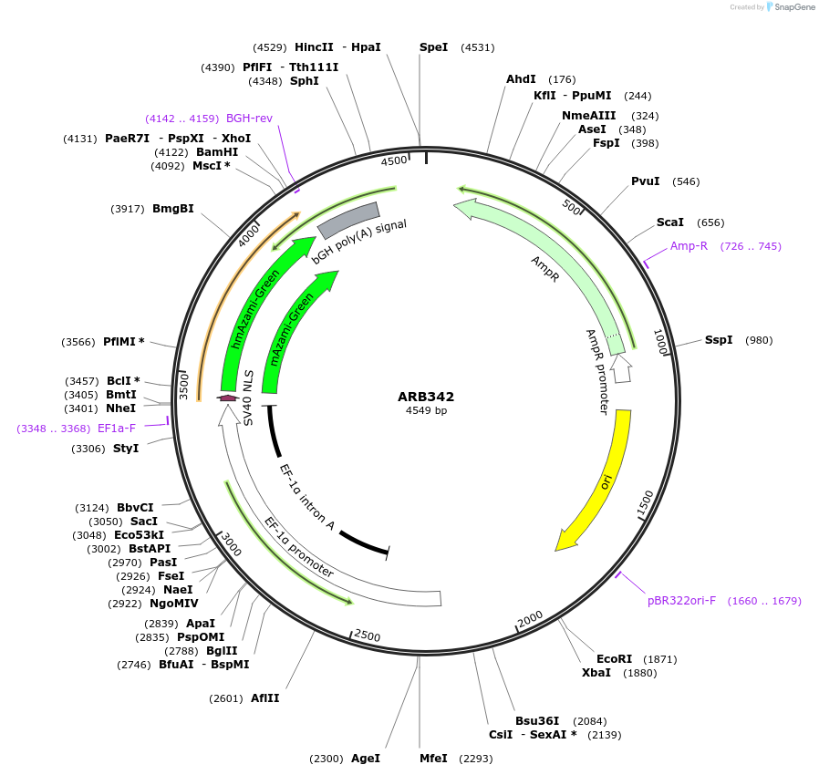 124025-plasmid-map-sequence-id-252473