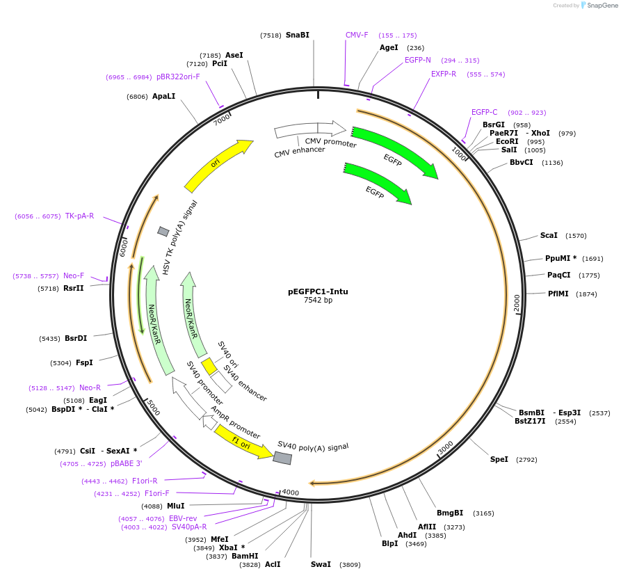 65430-plasmid-map-sequence-id-252479