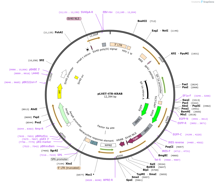 11644-plasmid-map-sequence-id-252482