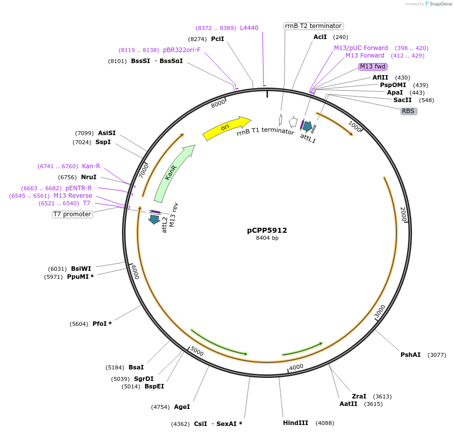 128703-plasmid-map-sequence-id-252488
