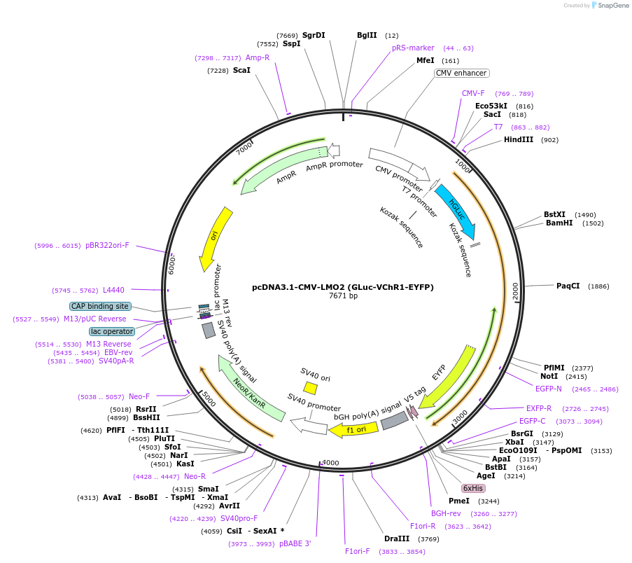72889-plasmid-map-sequence-id-252489