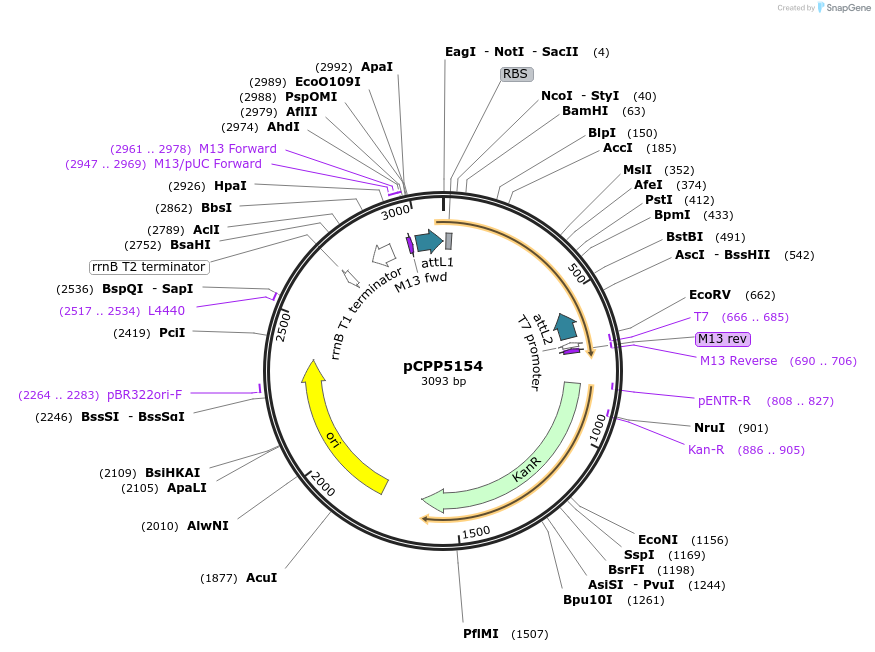128704-plasmid-map-sequence-id-252492