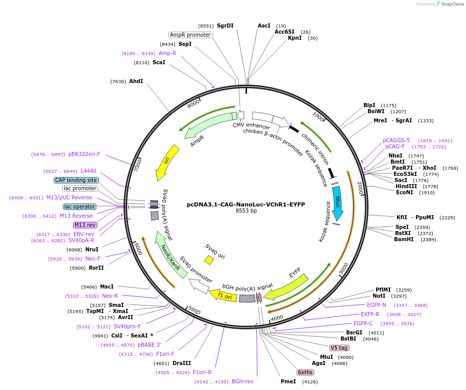 114112-plasmid-map-sequence-id-252501