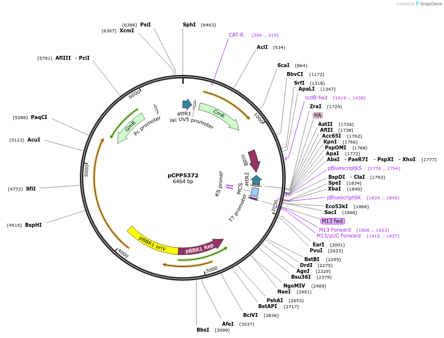 128733-plasmid-map-sequence-id-252502