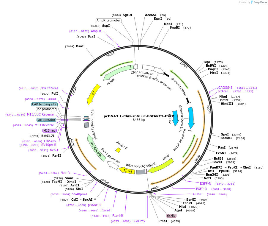 114111-plasmid-map-sequence-id-252509