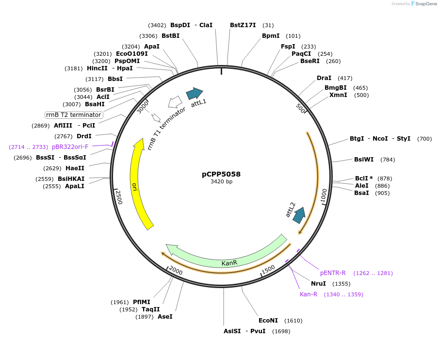 128710-plasmid-map-sequence-id-252511