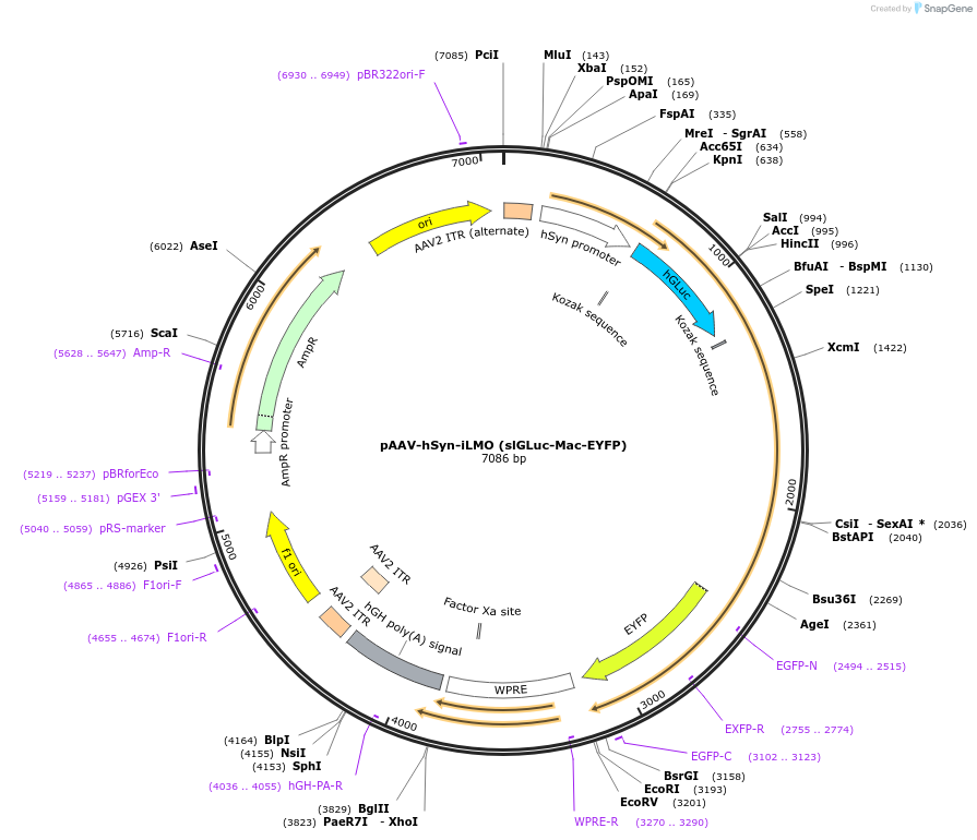 114100-plasmid-map-sequence-id-252513