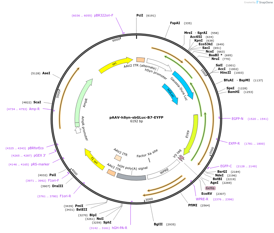 114110-plasmid-map-sequence-id-252520