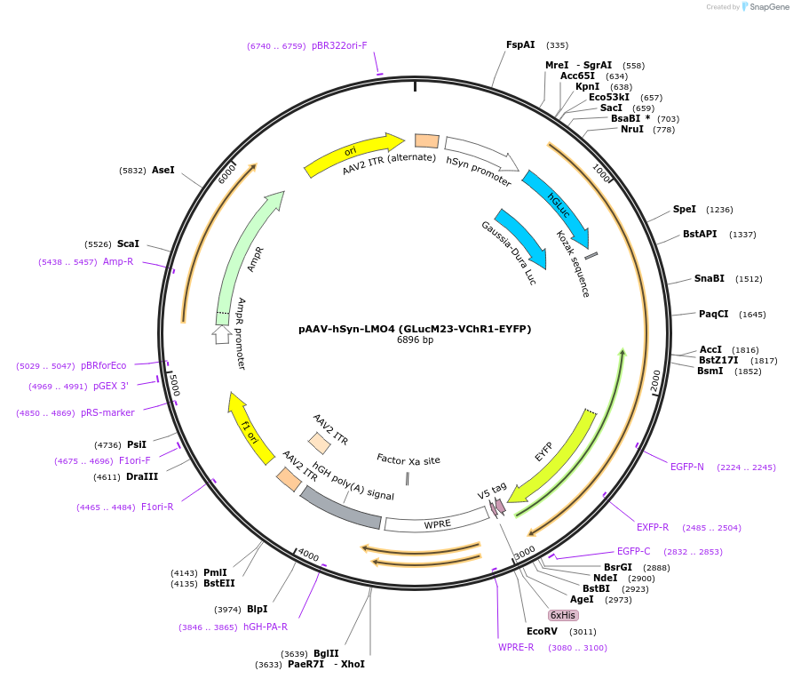 114101-plasmid-map-sequence-id-252522