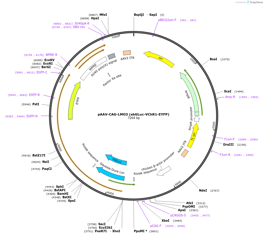 114104-plasmid-map-sequence-id-252548