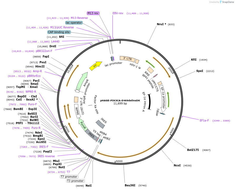 116476-plasmid-map-sequence-id-252551
