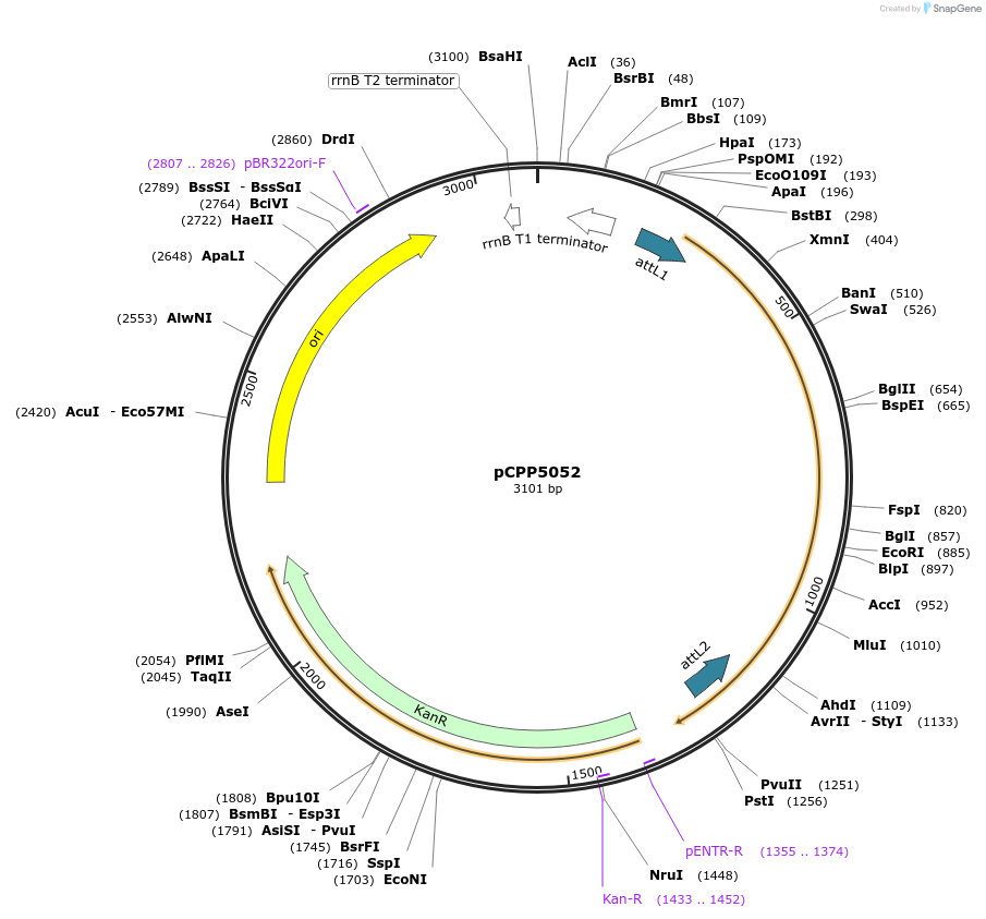 128729-plasmid-map-sequence-id-252553