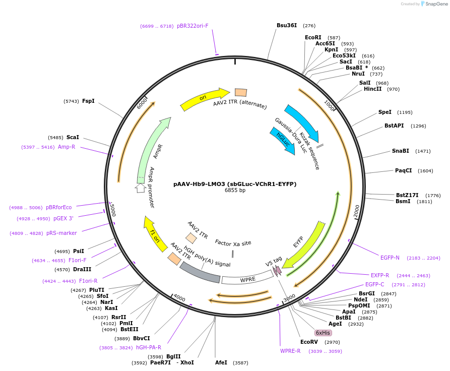 114103-plasmid-map-sequence-id-252555
