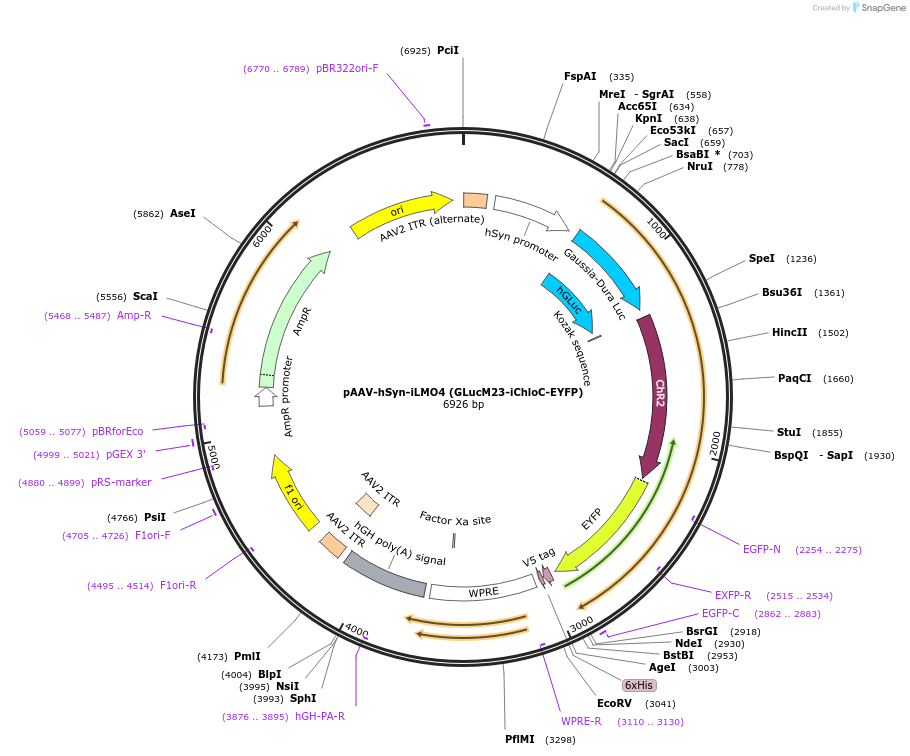 114102-plasmid-map-sequence-id-252558