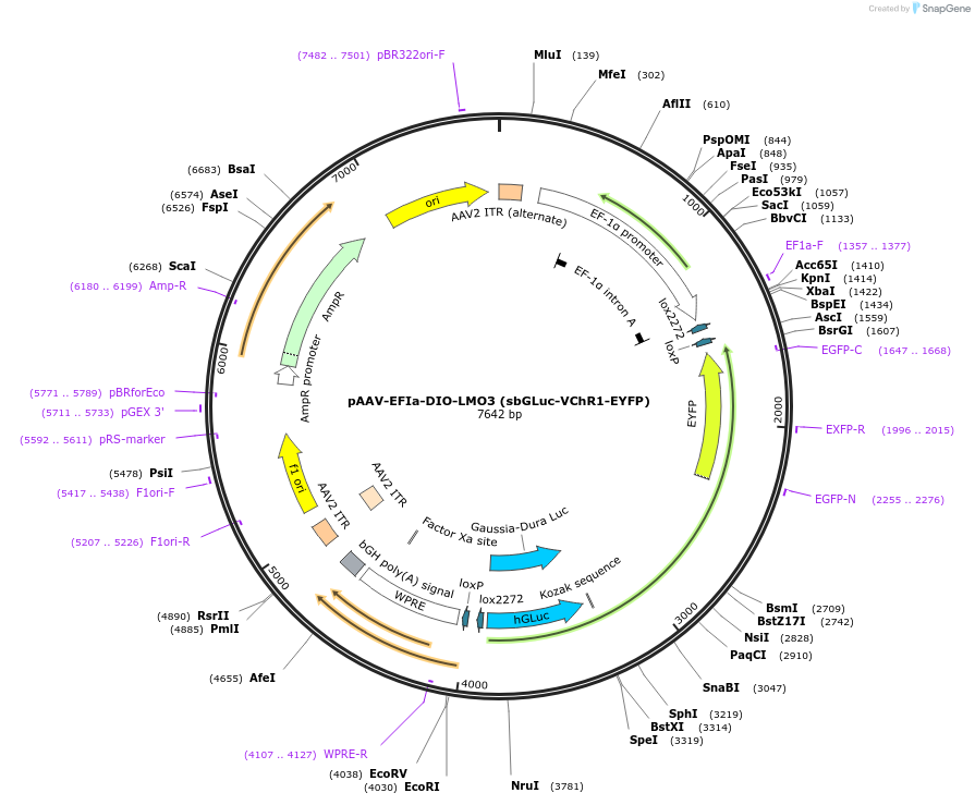 114105-plasmid-map-sequence-id-252565